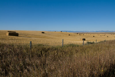 The big Albertan wide open  IMG_2927_20080930_Resized.jpg