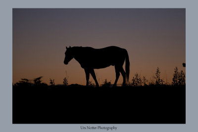 horse silhouette Alberta Canada  IMG_3397_20080930_Resized.jpg
