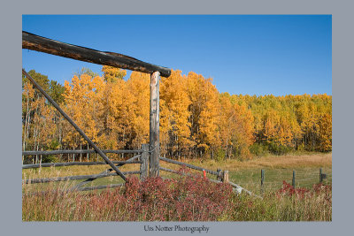 Fall at it's best in Alberta  IMG_3601_20081001_Resized.jpg