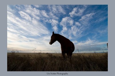 Horse silhouette on an early morning in High River  IMG_7797_20081016_Resized.jpg