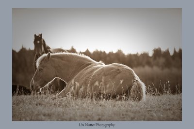 Horse Alberta Sundre  IMG_0063s_20090420_Resized.jpg