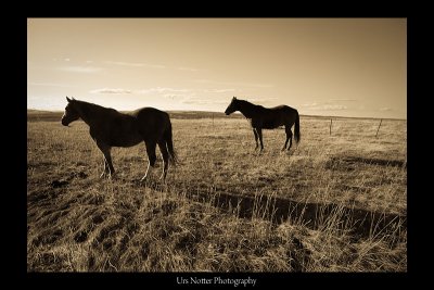 Alberta Horses drawing evening shadows  IMG_6392_20090410_Resized.jpg