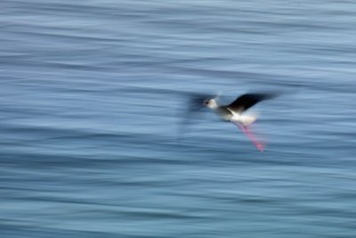 IMG_1134.jpg