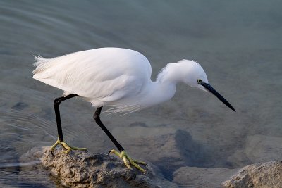 Garzetta - Lio Piccolo - Jesolo