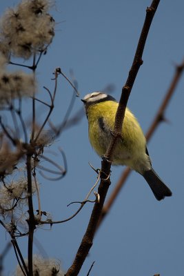Birds