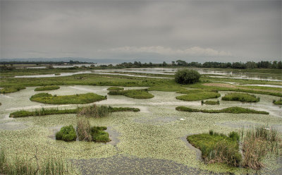 isola della cona.jpg