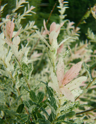 P1110500-1-1.jpg