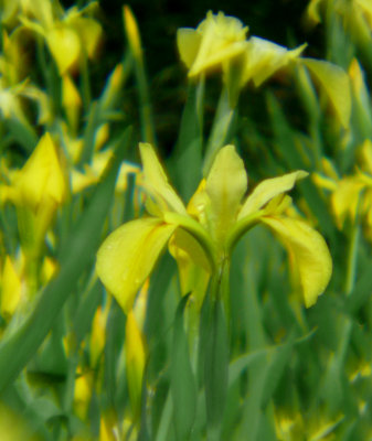 P1110527-1.jpg