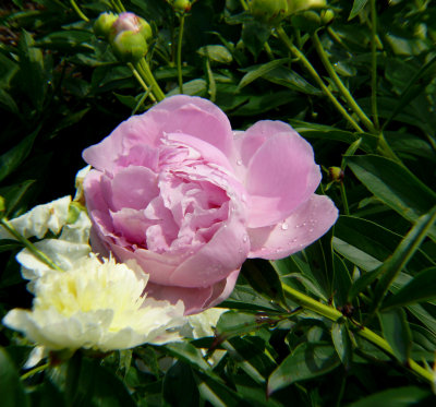 P1110559-1.jpg