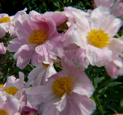 P1110561-1.jpg