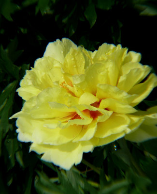 P1110564-1.jpg