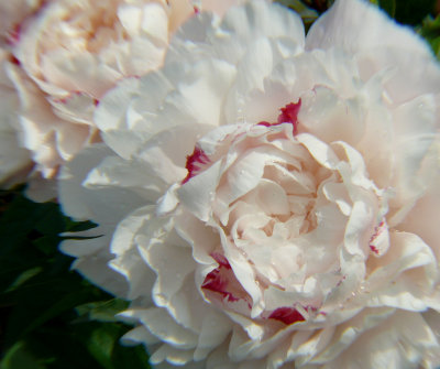 P1110568-1.jpg