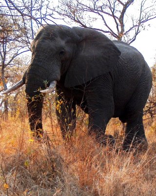 091606-Kruger006-2.JPG