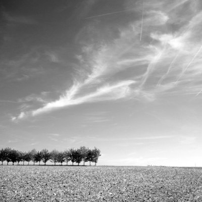 Trees & Clouds