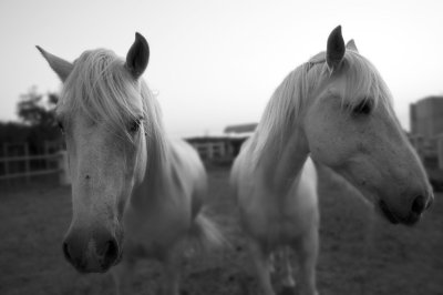 Franck's Horses