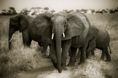 Tanzania 2010 Wildlife