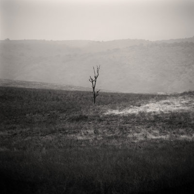 Lonely tree 2