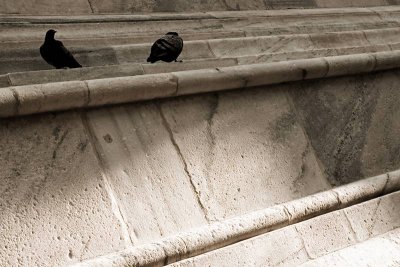 Pigeons on Duomo of Milan