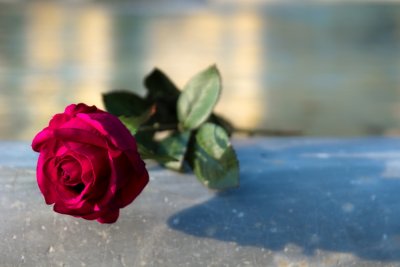 Rose on Foutain of Giardini Indro Montanelli