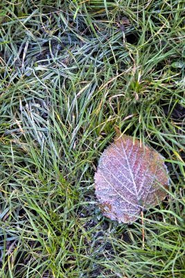 Frozen Grass in Milan