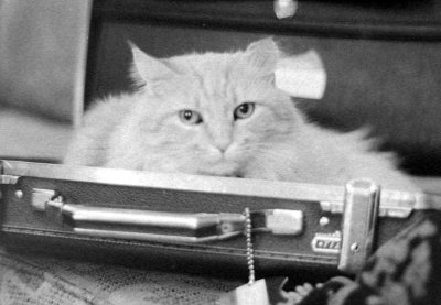A Cat in the Case