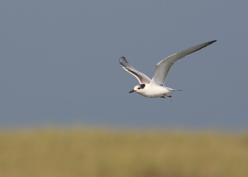 Common Tern, juvenile