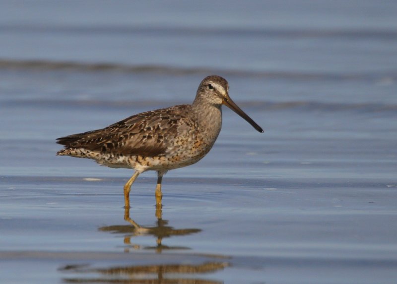 Short-billed Dowitcher