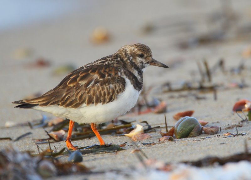 Ruddy Turnstone