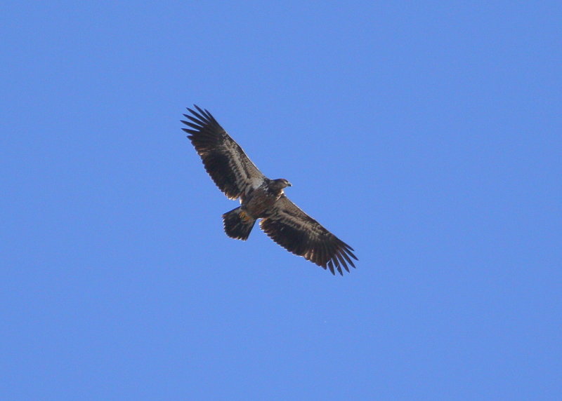 Bald Eagle, first year juvenile