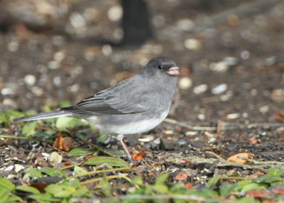 Dark-eyed Junco