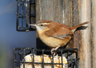 Carolina Wren