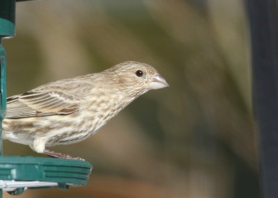 Red Crossbill, juvenile