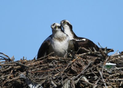 Nesting pair