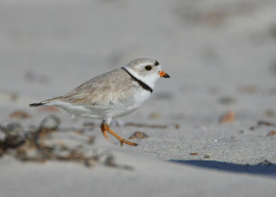 Piping Plover, adult