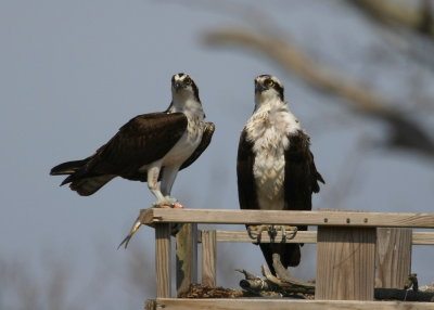 Osprey pair