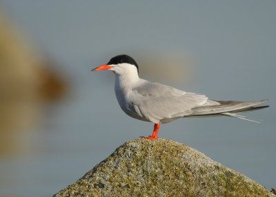 g1/91/891391/3/113202602.GOSjPolQ.jpg