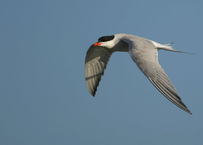 Common Tern