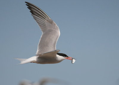 Common Tern