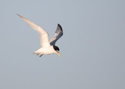 Least Tern in hover mode