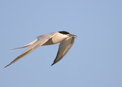 Common Tern