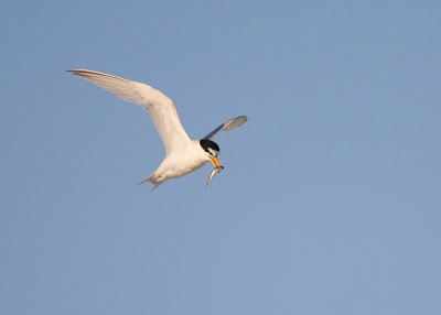 Least Tern