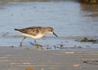 Semipalmated Sandpiper