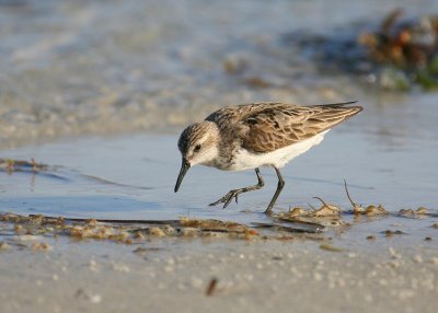 Semipalmated Sandpiper