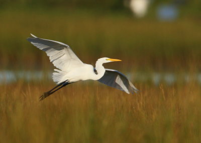 Great Egret