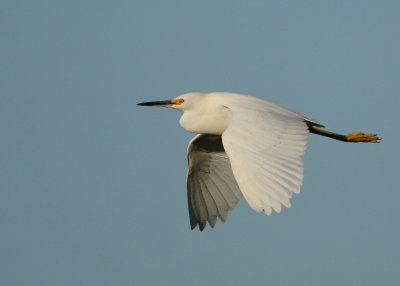 Snowy Egret