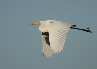 Great Egret