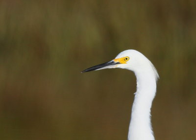 Snowy Egret