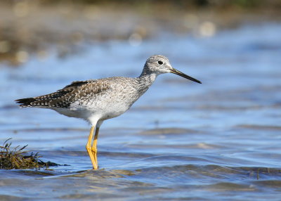 Lesser Yellowlegs