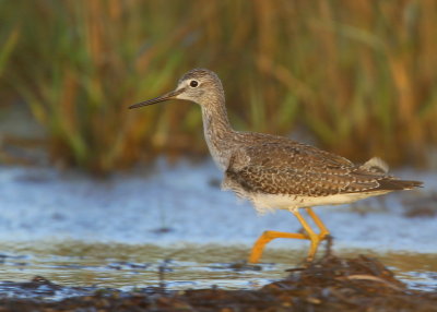 Greater Yellowlegs