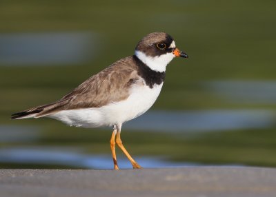 Semipalmated Plover